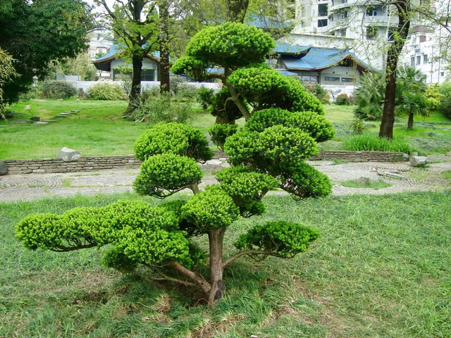 Как вырастить дерево бонсай для ландшафтного дизайна - Сад и Клумба