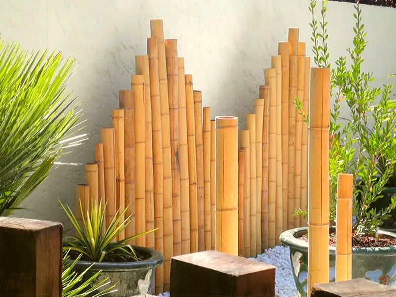 бамбук в саду