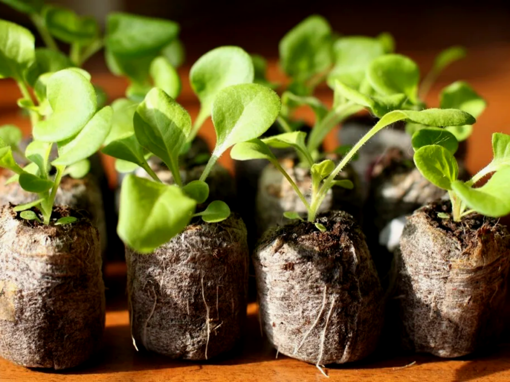 выращивание петунии в торфяных таблетках